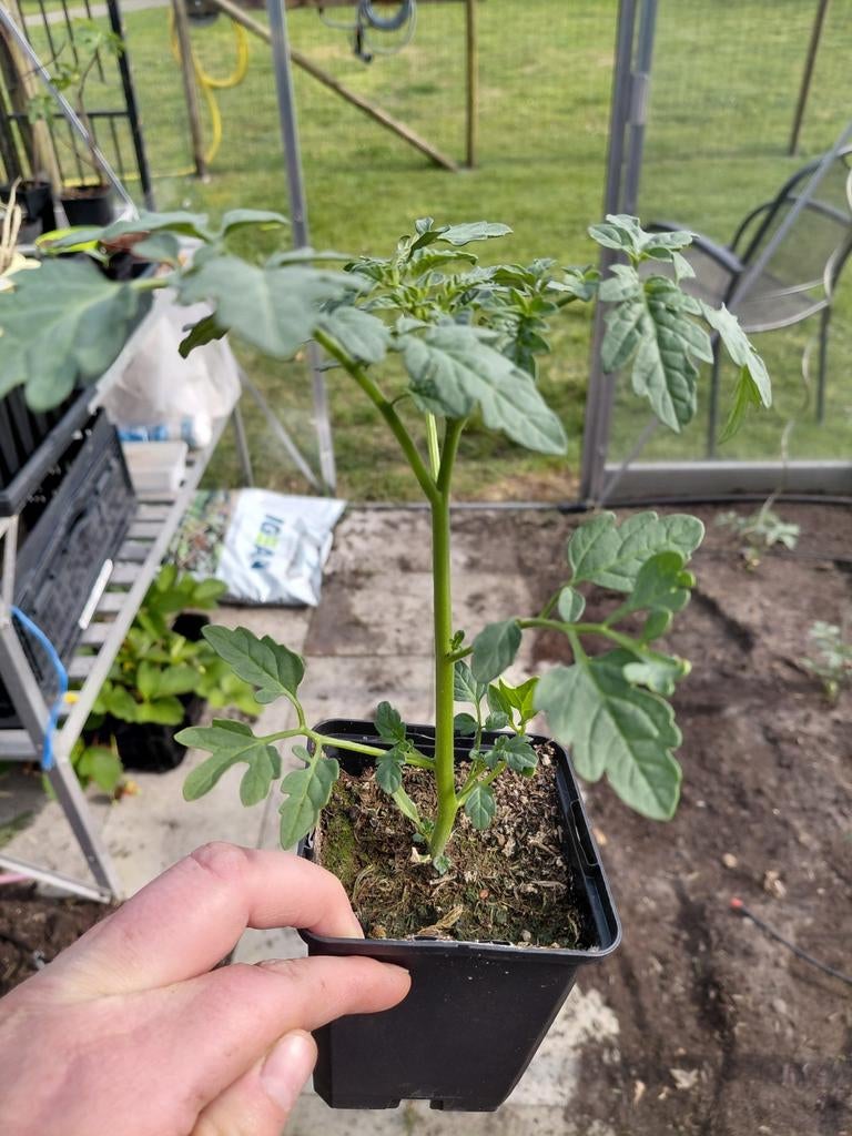 Sweetie kerstomaten plantjes, Tuin en Terras, Planten | Fruitbomen, Ophalen