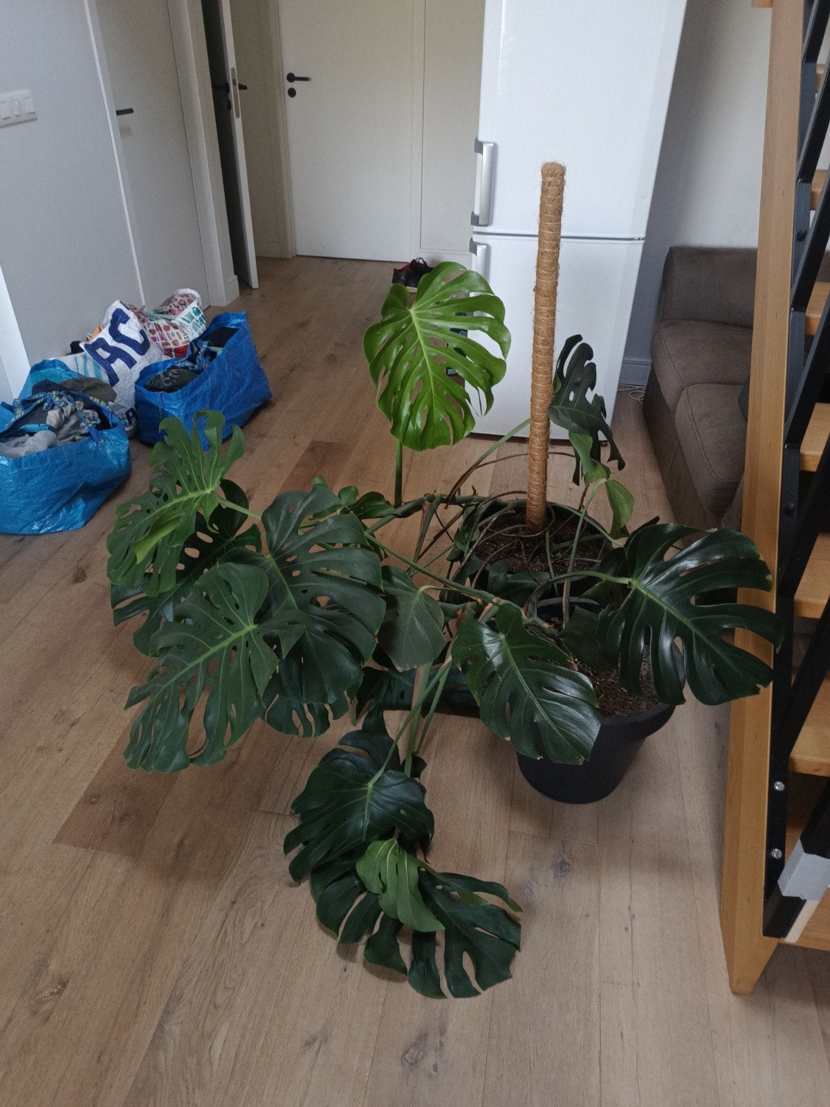 planten, Huis en Inrichting, Kamerplanten, Ophalen