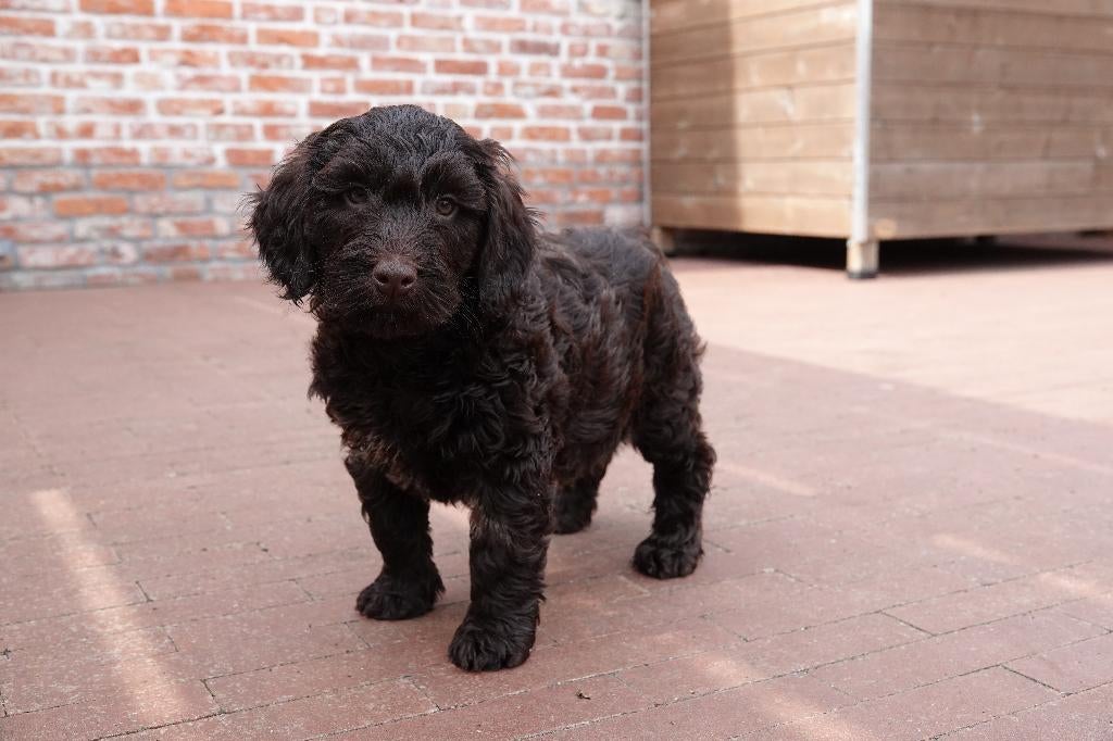 Magnifique mini chiot Labradoodle avec pedigree, Animaux & Accessoires, Chien (mâle), Autres races, Belgique, Plusieurs