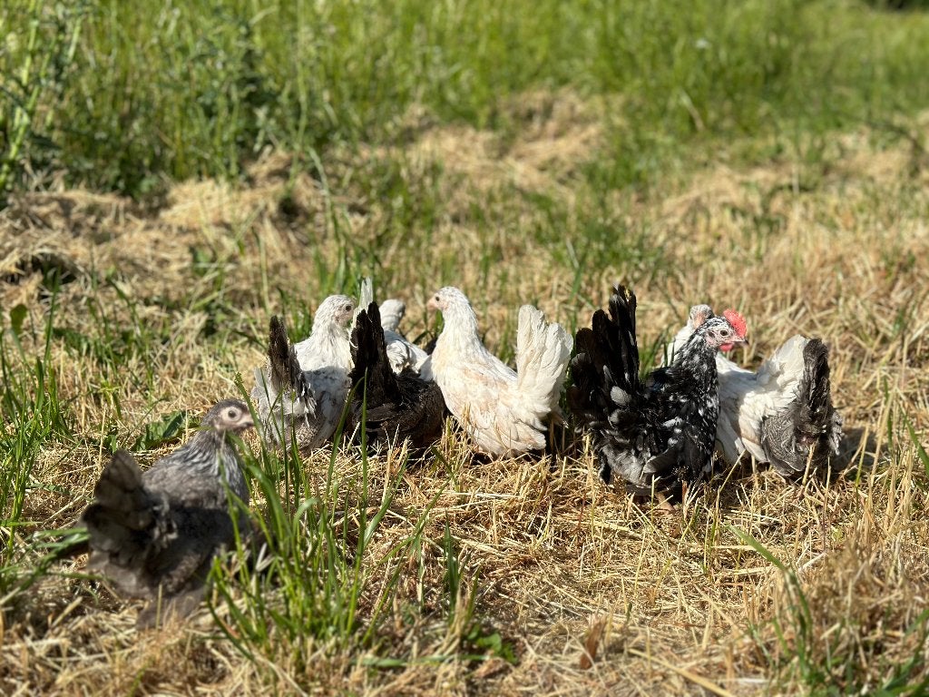 Jonge Tamme Serama kriel kippen gesekst en ingeënt, Femelle, Poule ou poulet