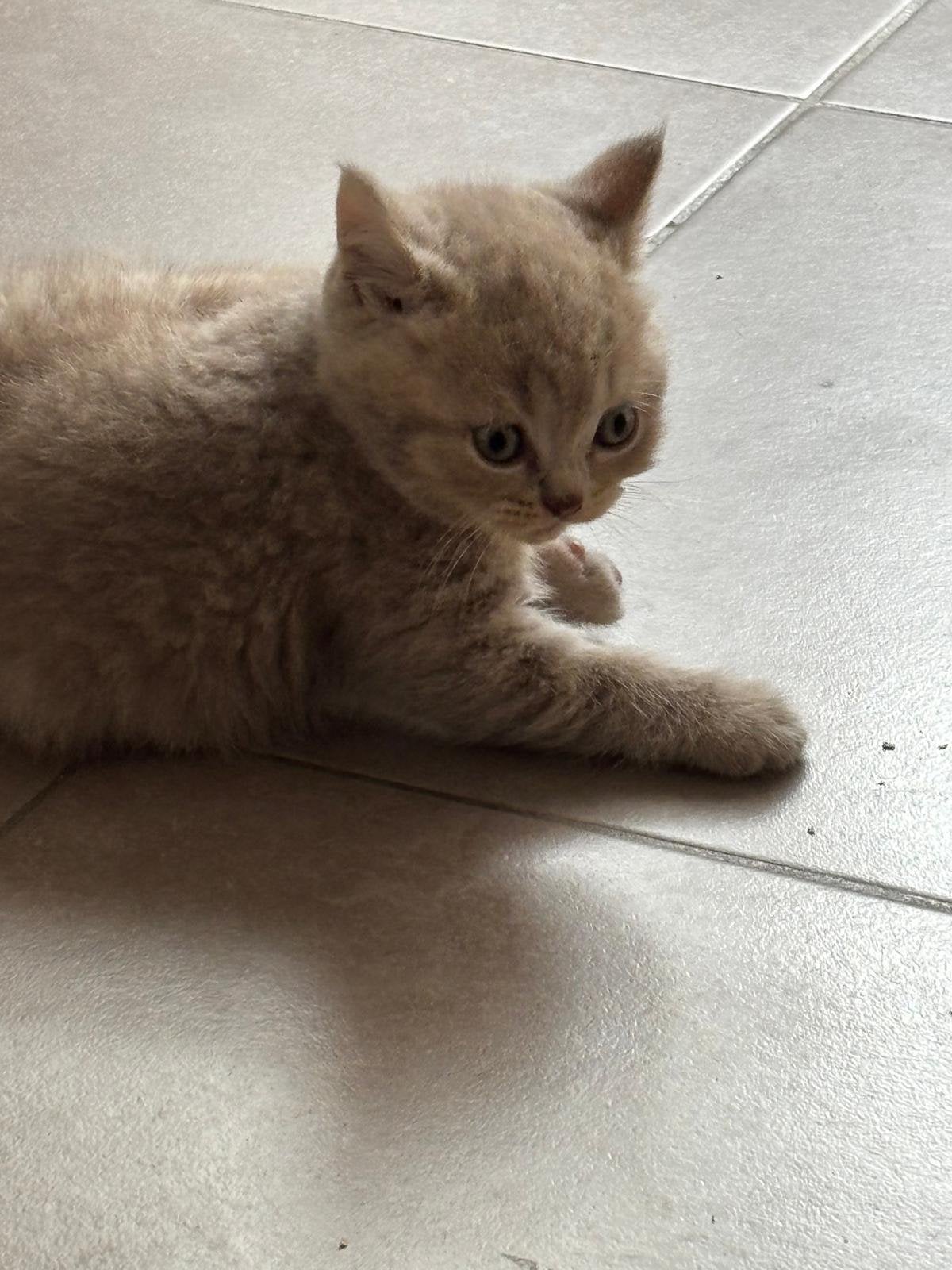 3 brits korthaar kittens, Meerdere dieren, Met stamboom, 0 tot 2 jaar