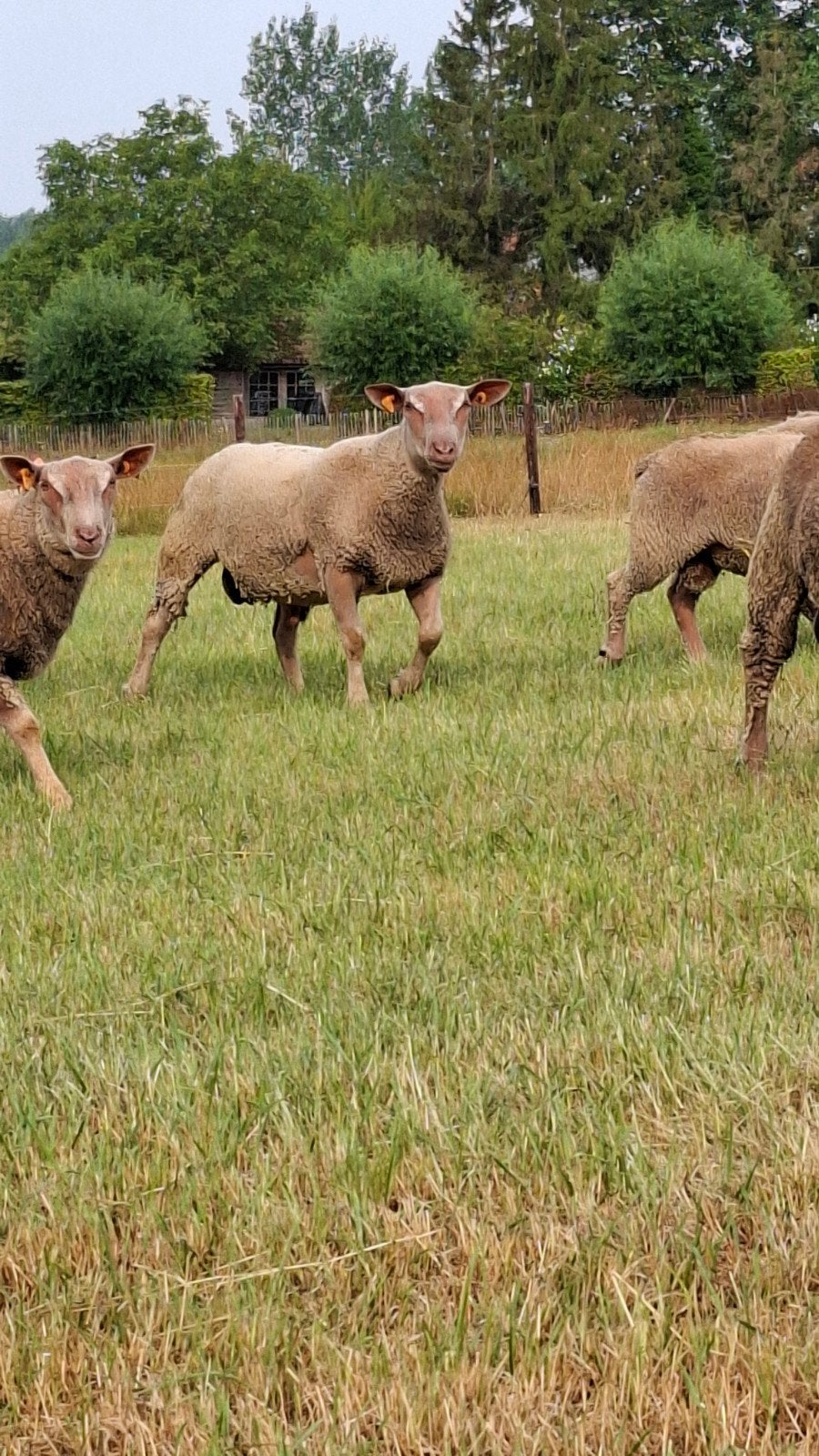 dekbokken / gereserveerd., Dieren en Toebehoren, Schapen, Geiten en Varkens