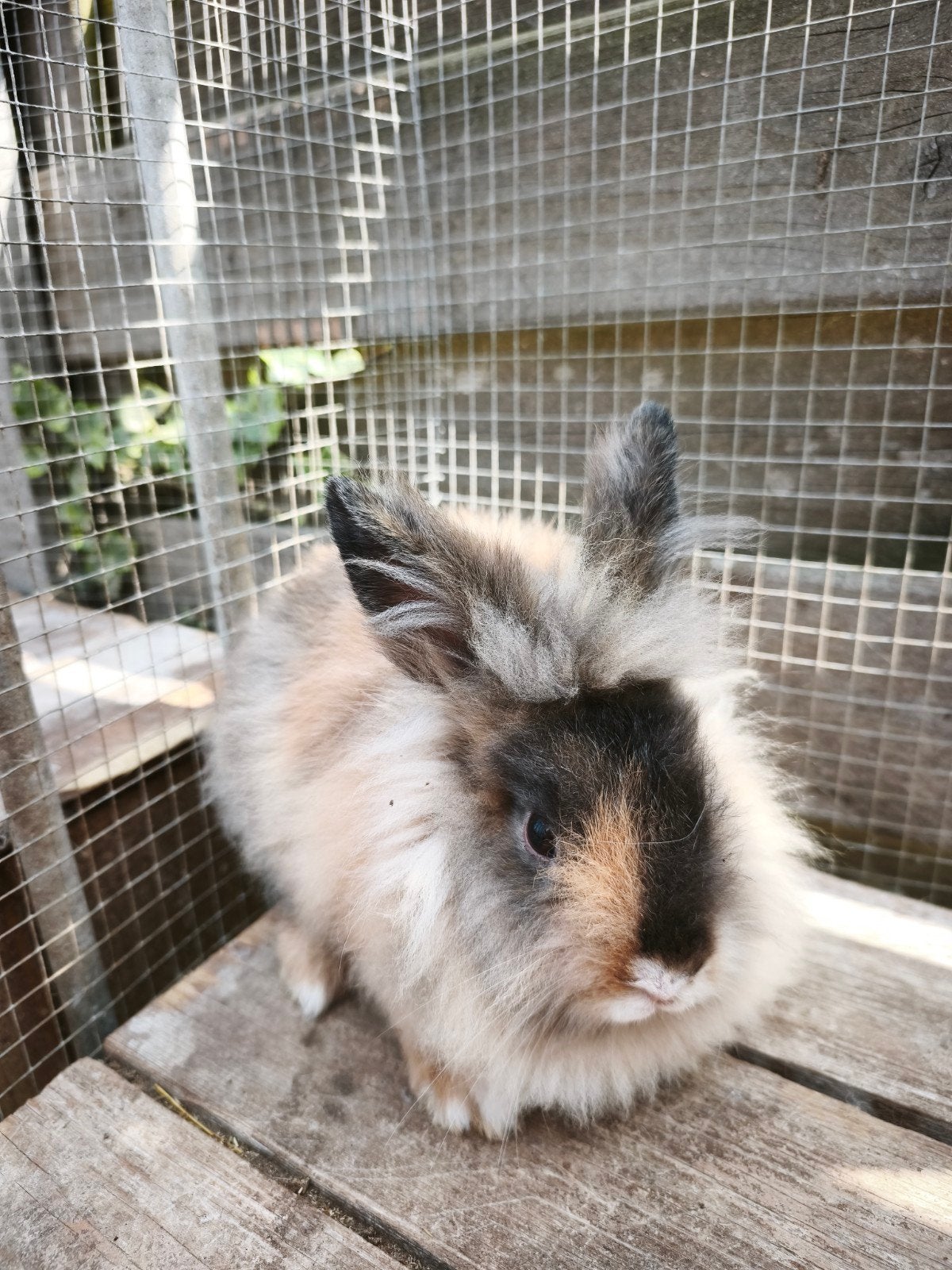 konijntjes mannetjes 10 weken oud vosjes, Dieren en Toebehoren, Mannelijk, 0 tot 2 jaar