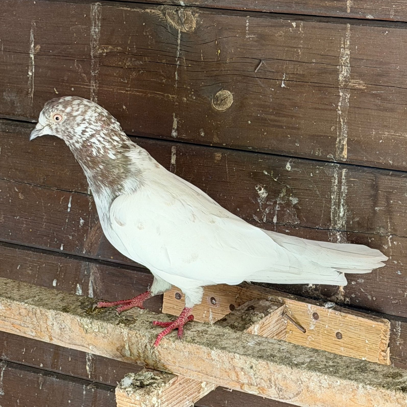 Pakistaanse hoogvlieger, Dieren en Toebehoren, Vogels | Duiven