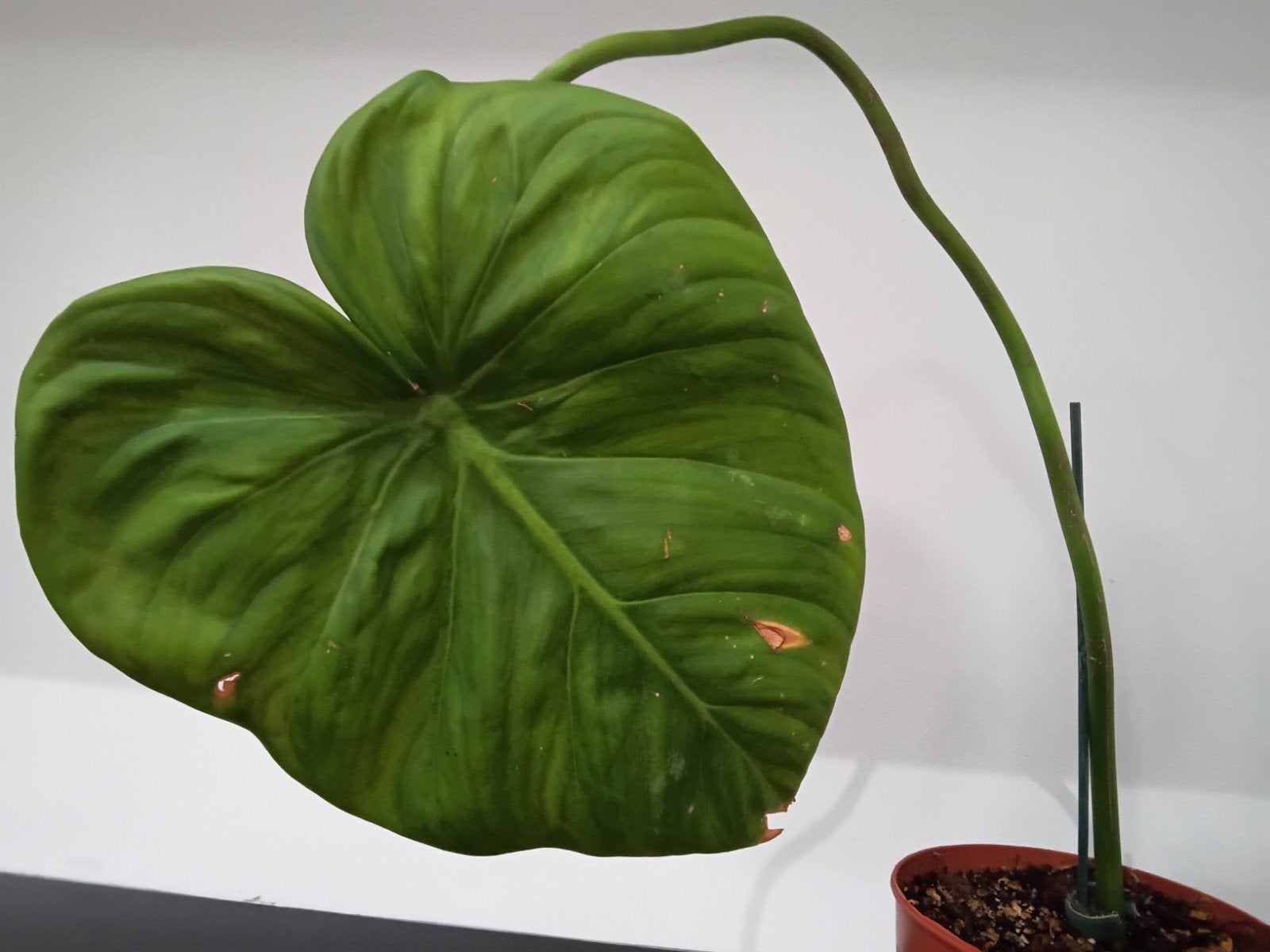 Grande plante d'intérieur verte en pot, En pot, Enlèvement ou Envoi, Moins de 100 cm, Plante verte