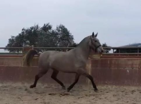 verkoop wegens stopzetting PRE-fokkerij, Dieren en Toebehoren, Paarden, Meerdere dieren, Met stamboom