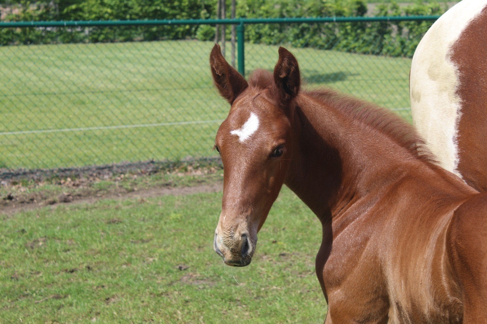 Hengstveulen van Toèmme de Regor, Dieren en Toebehoren, Paarden, Hengst, Springpaard, Met stamboom, 0 tot 2 jaar