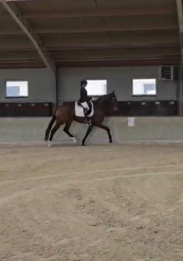 Dressuurpaard, Merrie, Met stamboom, Dressuurpaard, Zadelmak