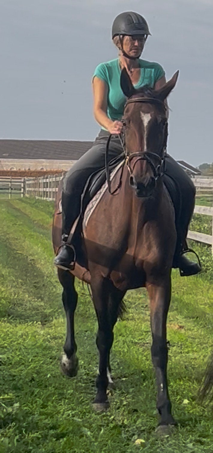 Belgisch draver merrietje - 14 j, 11 ans ou plus, Avec pedigree, Débourré, 160 à 165 cm