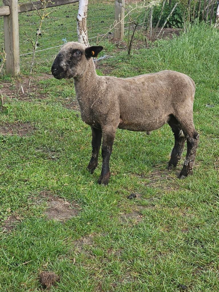 Schaap te koop; Hampshire down jonge ram 2025   Bieden, Mouton