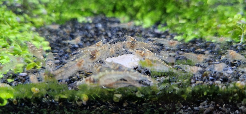 Garnalen - Caridina sp. mini japonica, Animaux & Accessoires, Homard, Crabe ou Crevette, Poisson d'eau douce