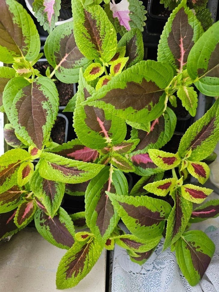 Coleus 2€ le pot, Ophalen