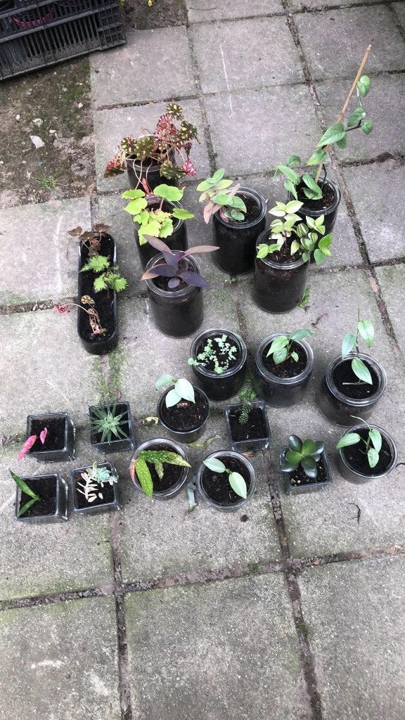 zelfgekweekte miniplantjes. klein: 2 euro, groot: 3euro, Enlèvement