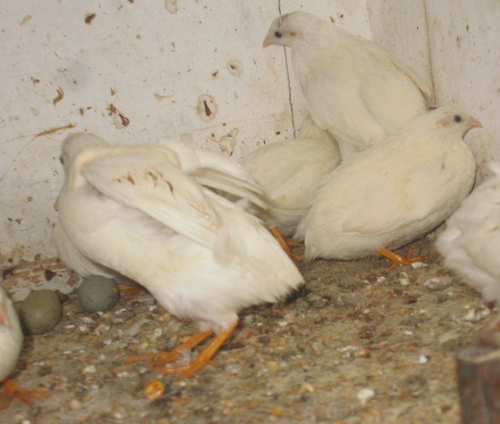 chinese dwergkwartels, Dieren en Toebehoren, Meerdere dieren, Overige soorten
