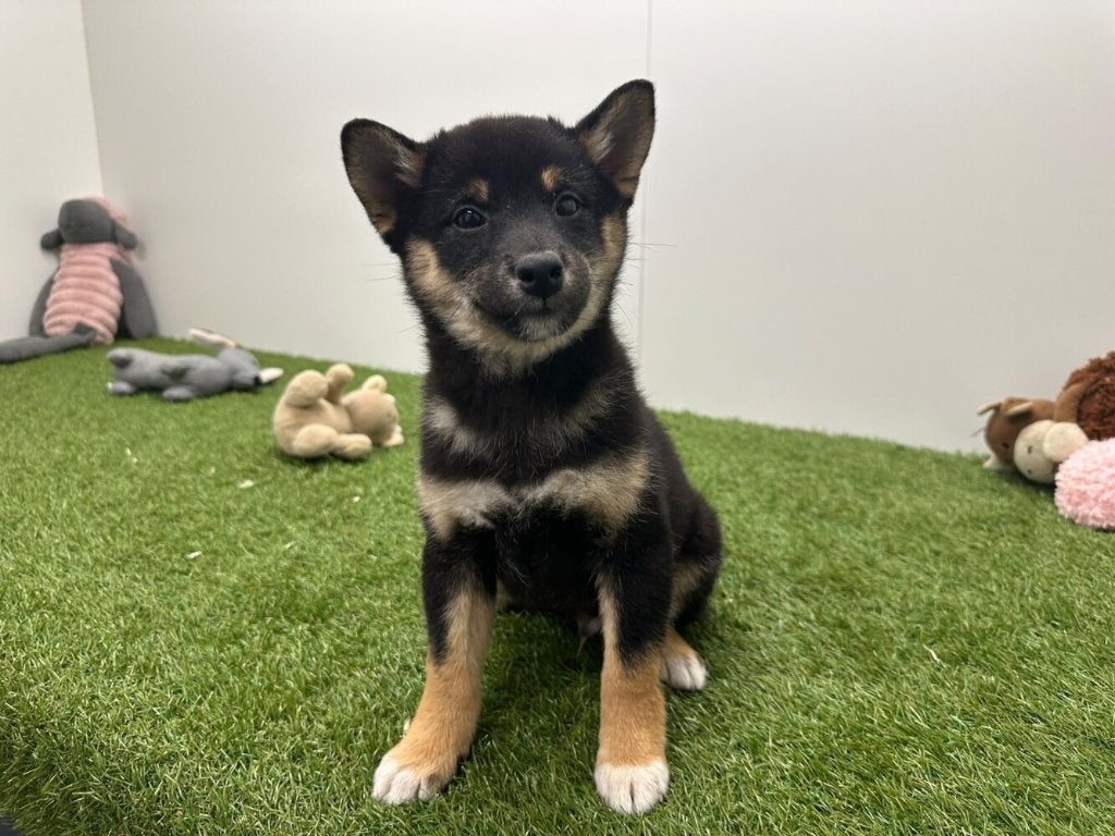 Nid Shiba Inu, Maladie de Carré (chiens), Autres races, Plusieurs, Belgique