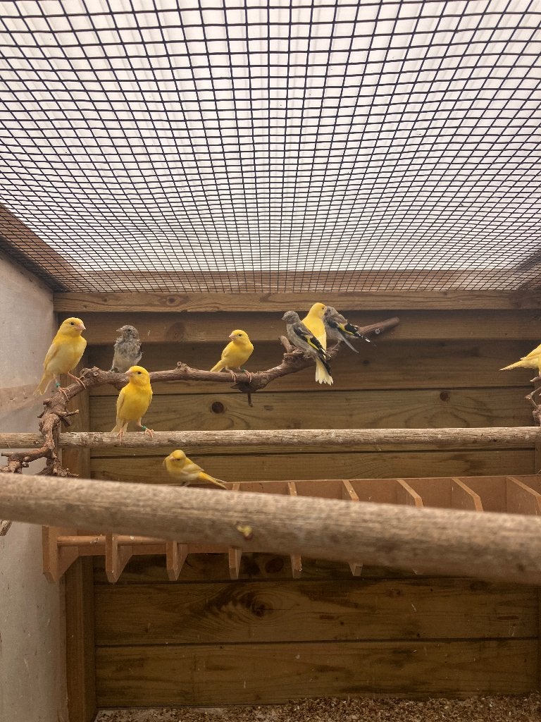 Kanaries, Dieren en Toebehoren, Meerdere dieren, Kleurkanarie