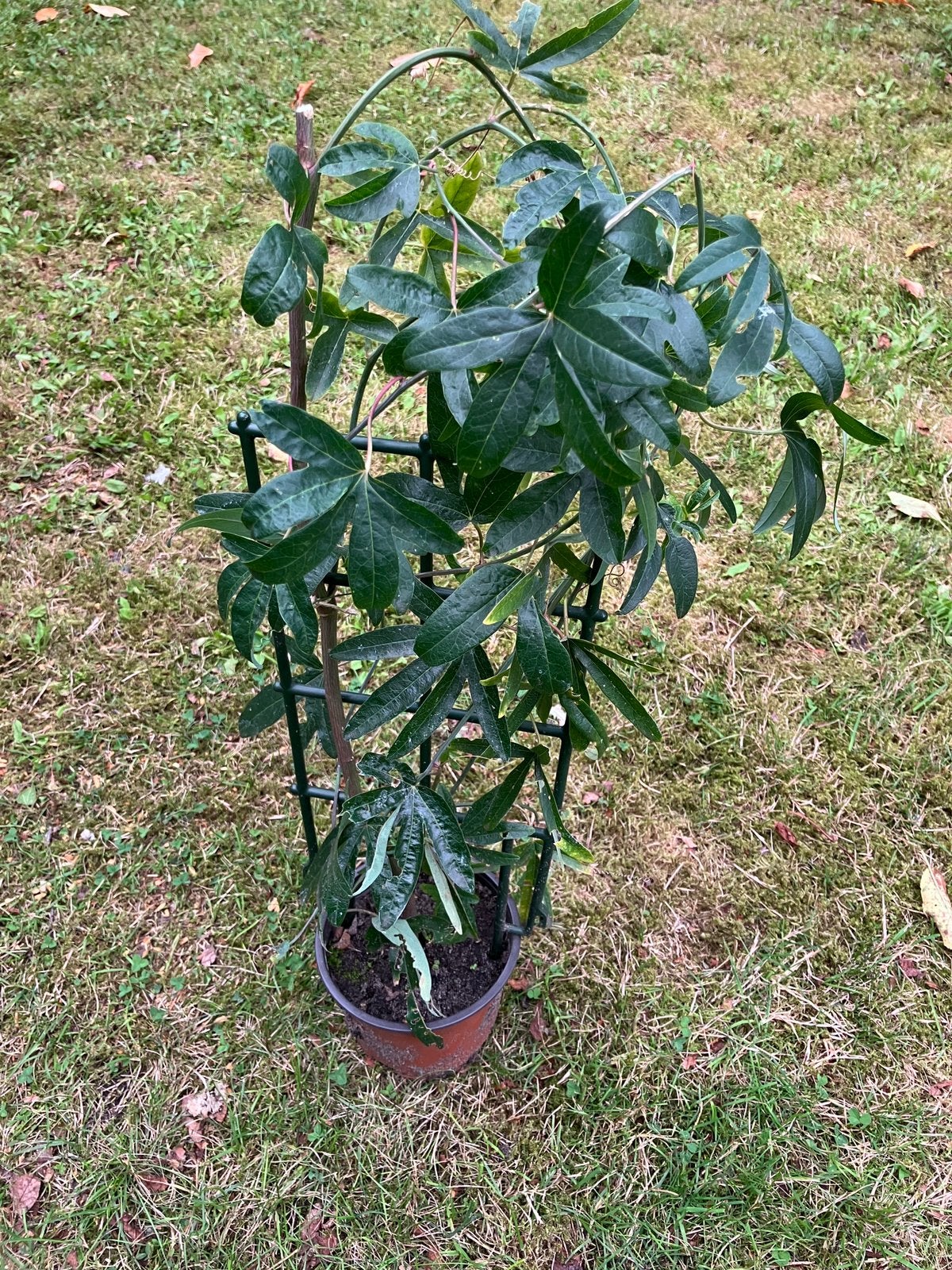 Passiflora Caerulea 0,5 meter in pot, Ophalen, Minder dan 100 cm, In pot
