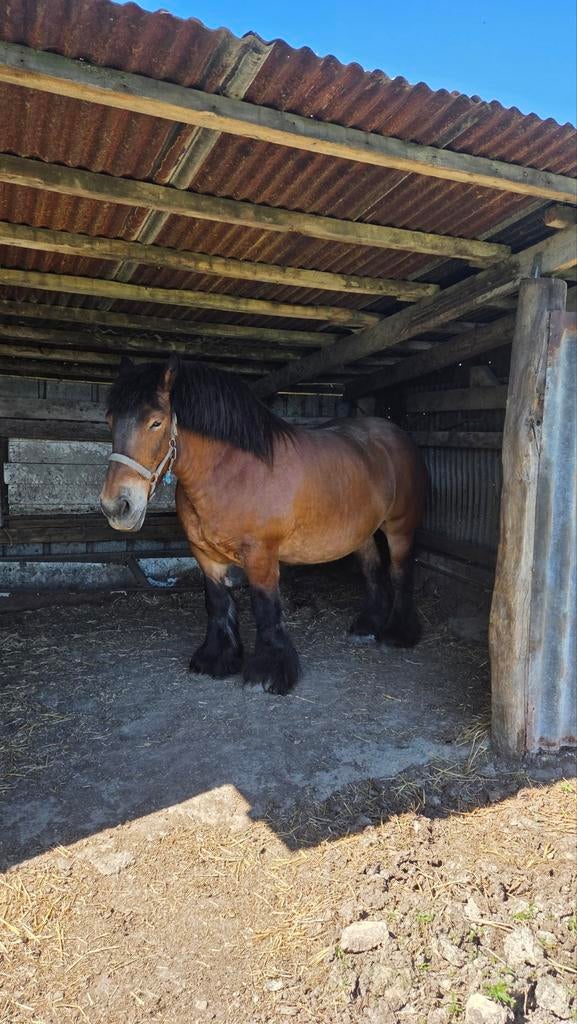 cheval de trait, Jument, Vacciné