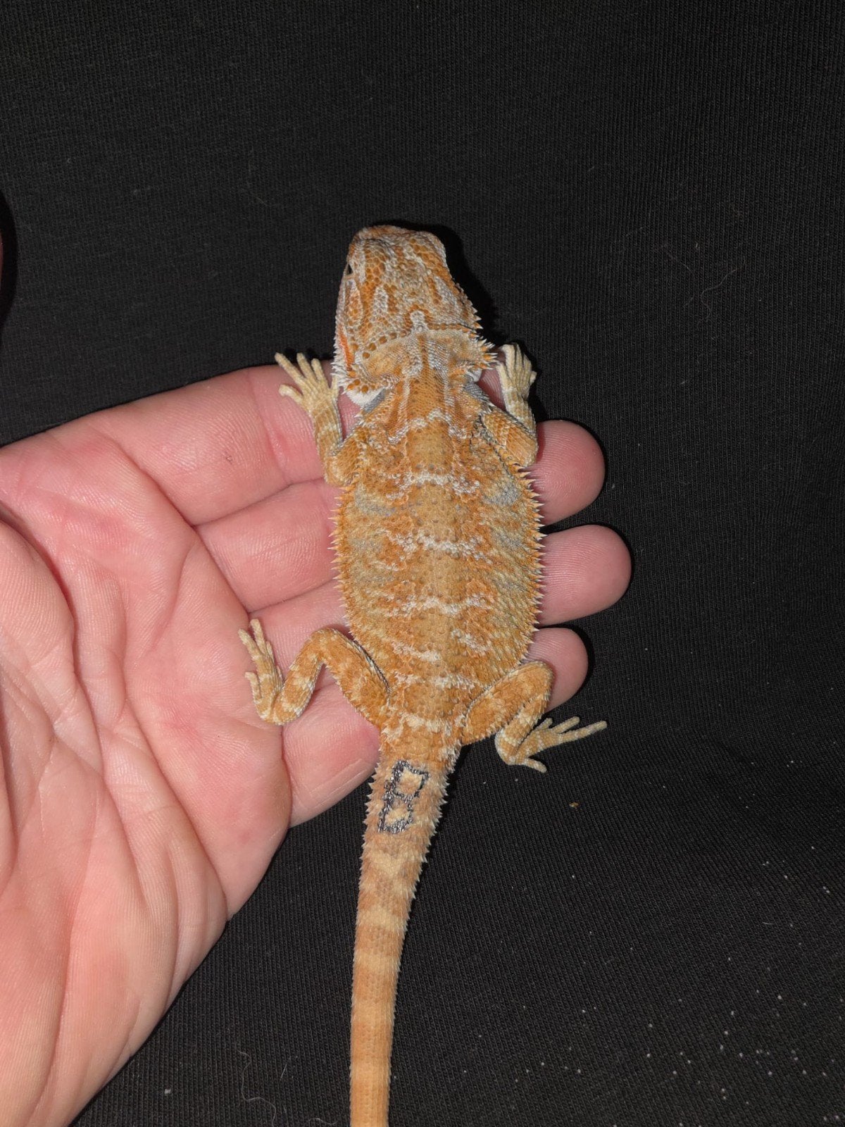 magnifique Red Monster/Citrus the Zero Dragon Man, Lézard, Domestique, 0 à 2 ans
