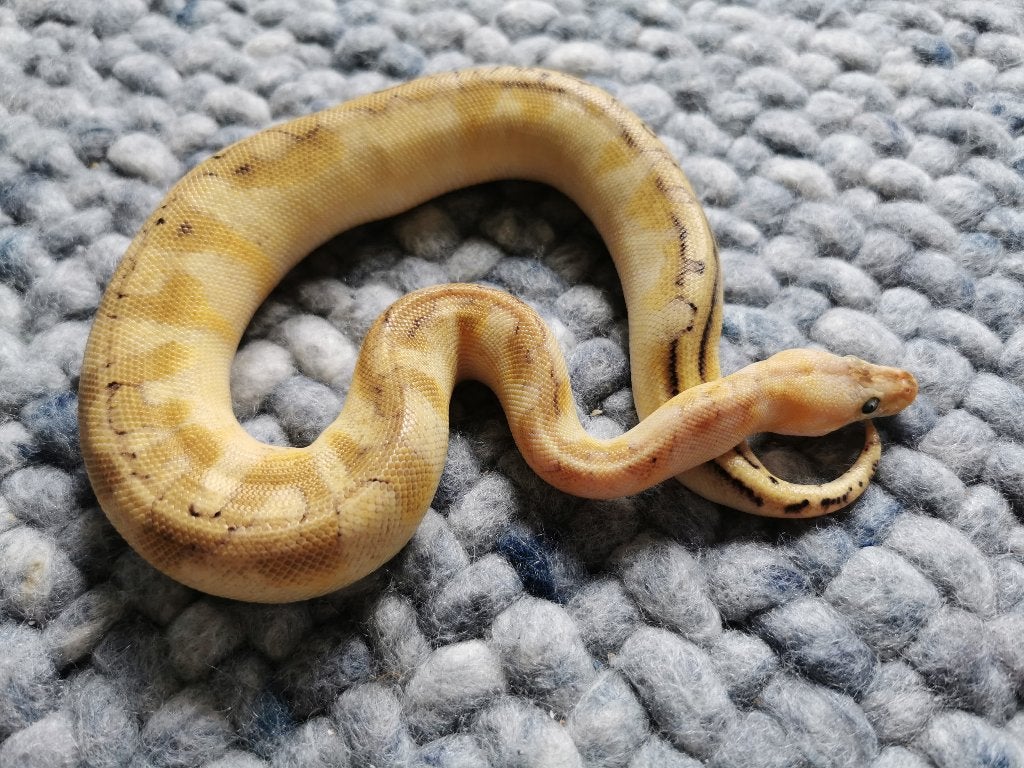 Koningspython; python regius; 0.1 Champagne Enchi Pastel Ball Python photo 4