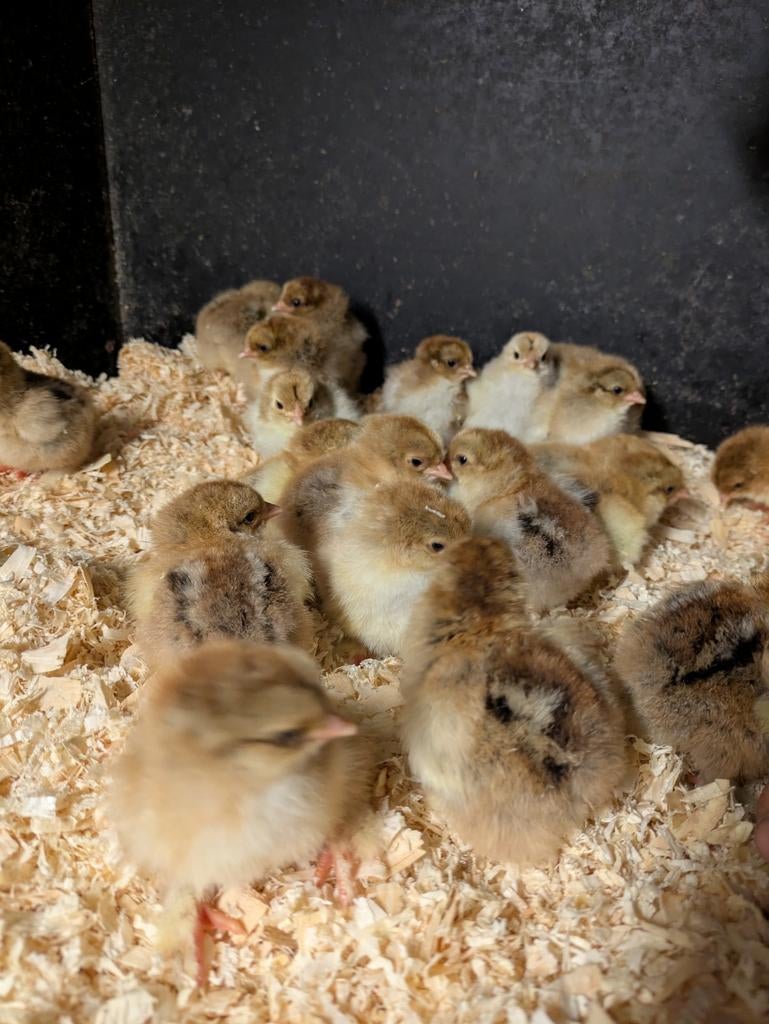 Kuikentjes brahma goudpatrijs