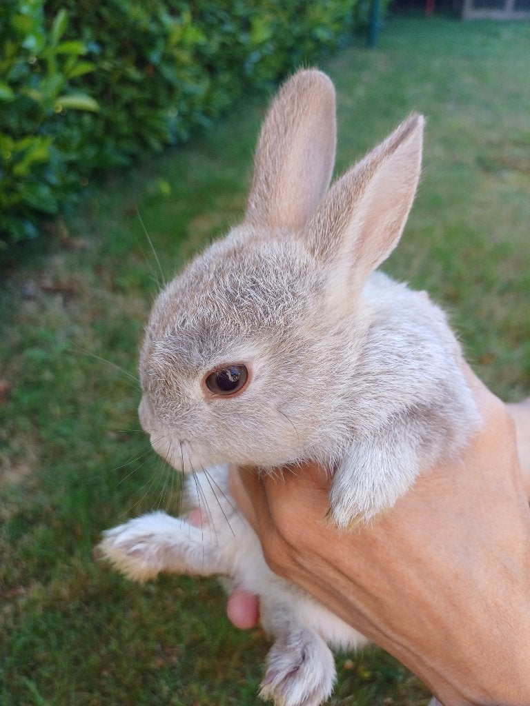 Kleurdwerg x Dwergkonijn - ram, Dieren en Toebehoren, Konijnen, Mannelijk, Dwerg, 0 tot 2 jaar