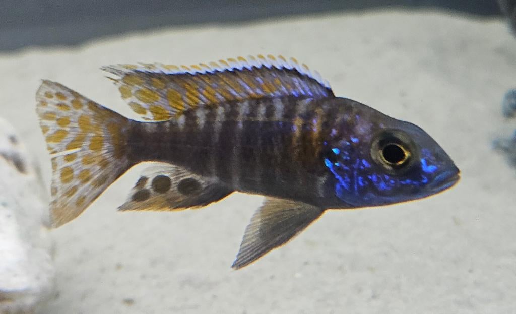 Aulonocara stuartgranti malawi cichliden, Dieren en Toebehoren, Vis, Zoetwatervis