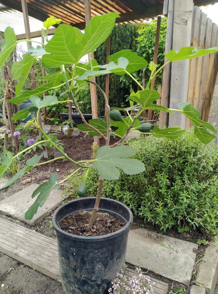 Vijgenboom met kluit , brown Turkey winterhard =VERKOCHT, Tuin en Terras, Planten | Fruitbomen, Vijgenboom, Ophalen