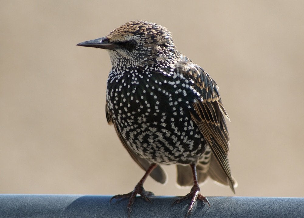 Zoek: SPREEUW POP, RUSTIG TOT TAMME VOGEL GRAAG, KWEEKRIJP!, Dieren en Toebehoren, Vrouwelijk, Wildzangvogel, Tam