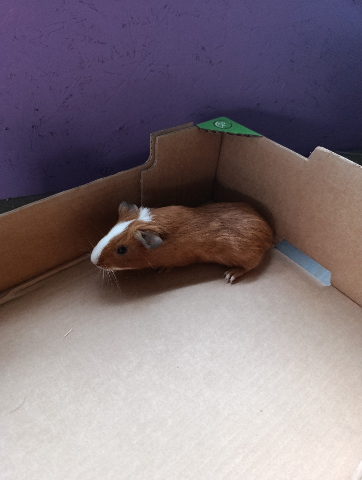 cavia, Dieren en Toebehoren, Augustus, Cavia
