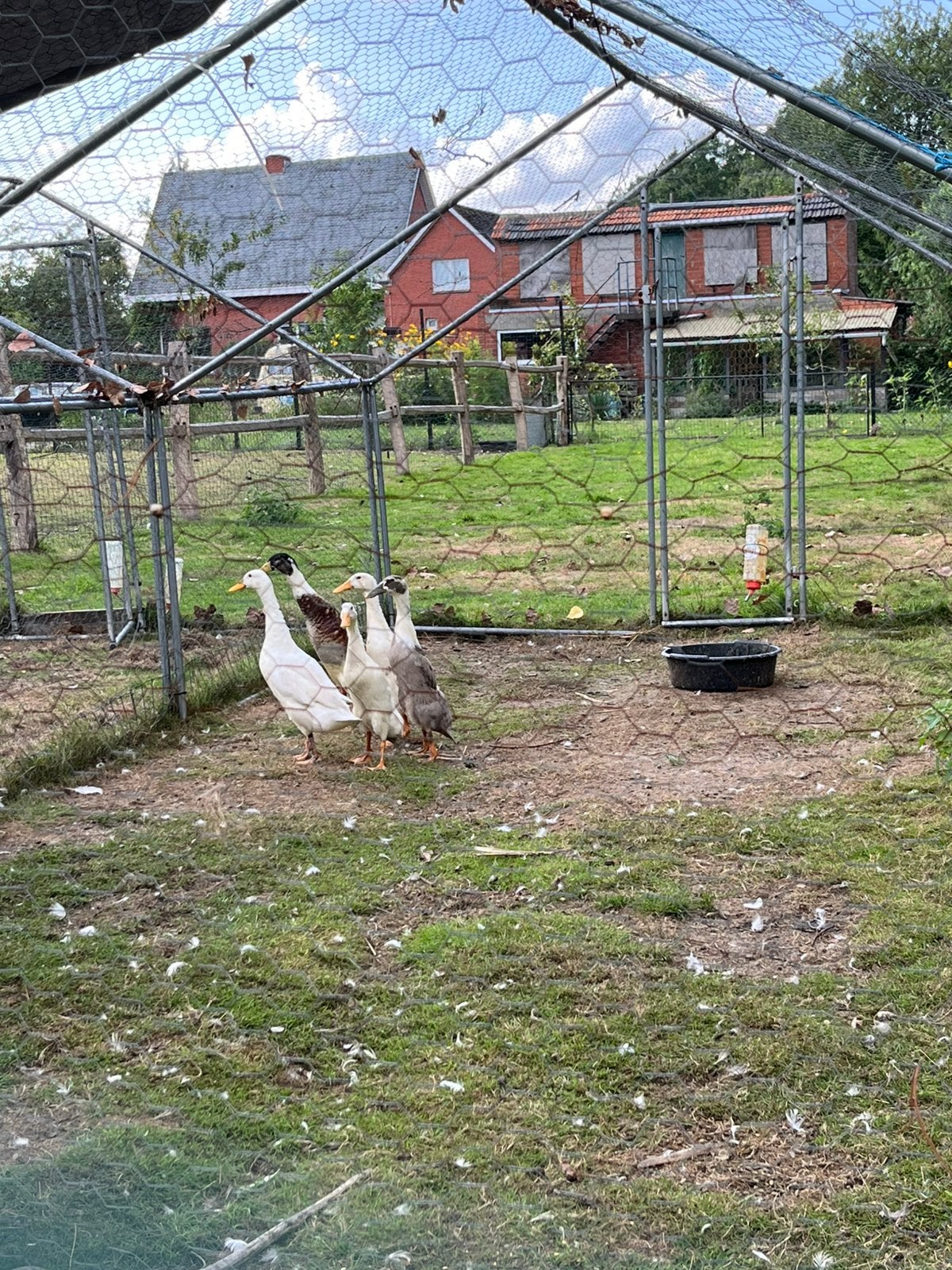 Indische loopeenden, Dieren en Toebehoren