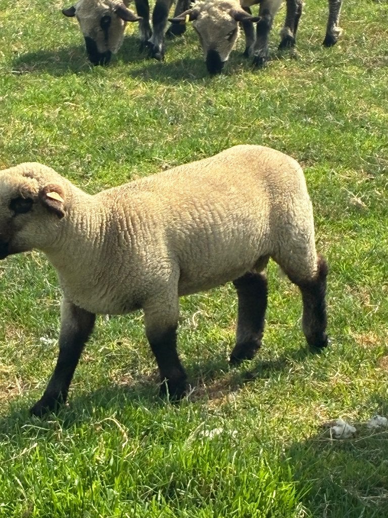 Hampshire ram te koop 3 manden oud, Dieren en Toebehoren, Mannelijk, 0 tot 2 jaar