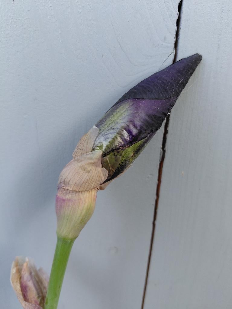Iris Black Swan, Tuin en Terras, Ophalen
