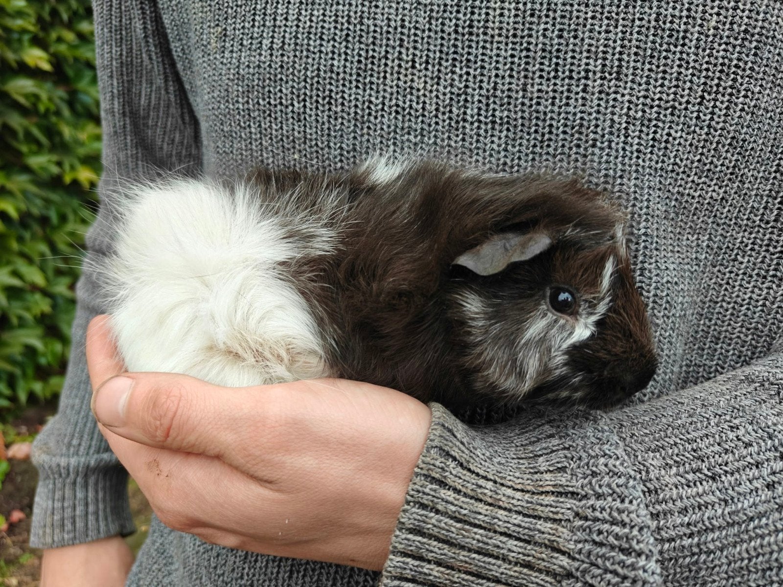 6 jonge mannetjes cavia's, Dieren en Toebehoren, Augustus, Mannelijk, Cavia