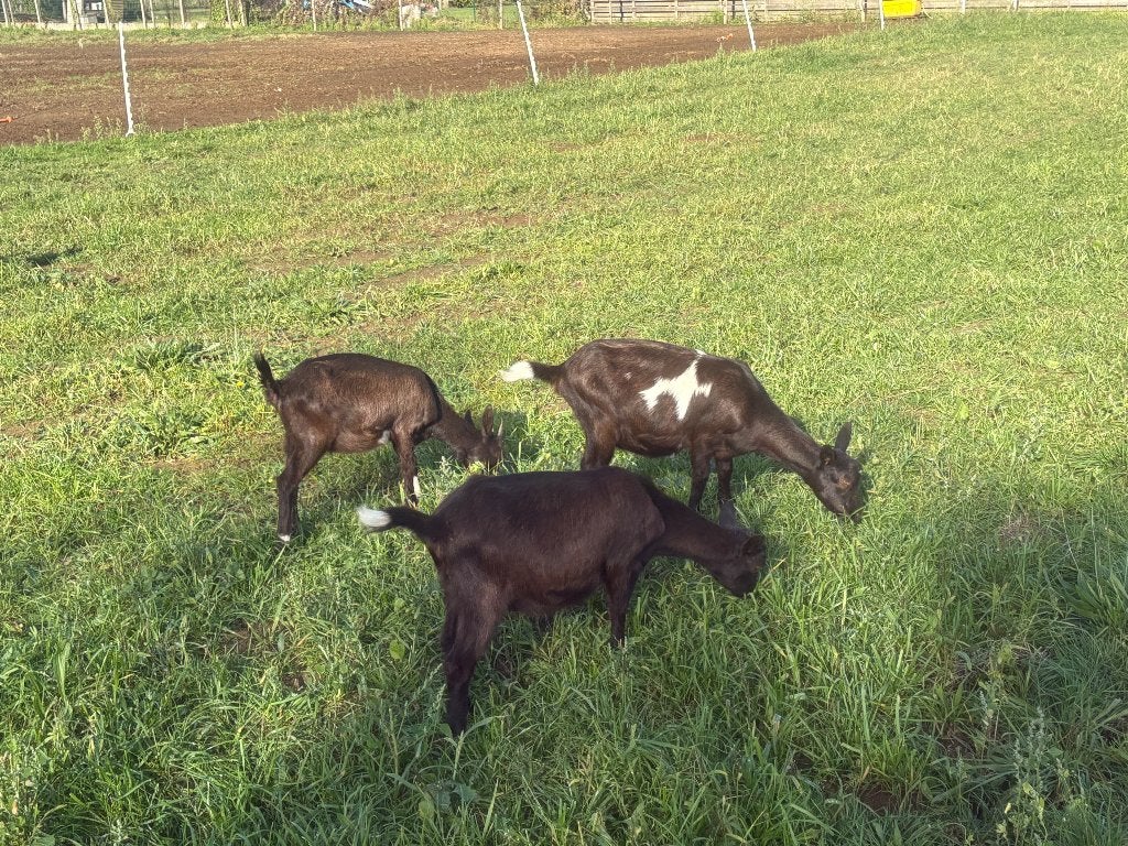 Bonte melkgeitjes, Femelle, Chèvre, 0 à 2 ans