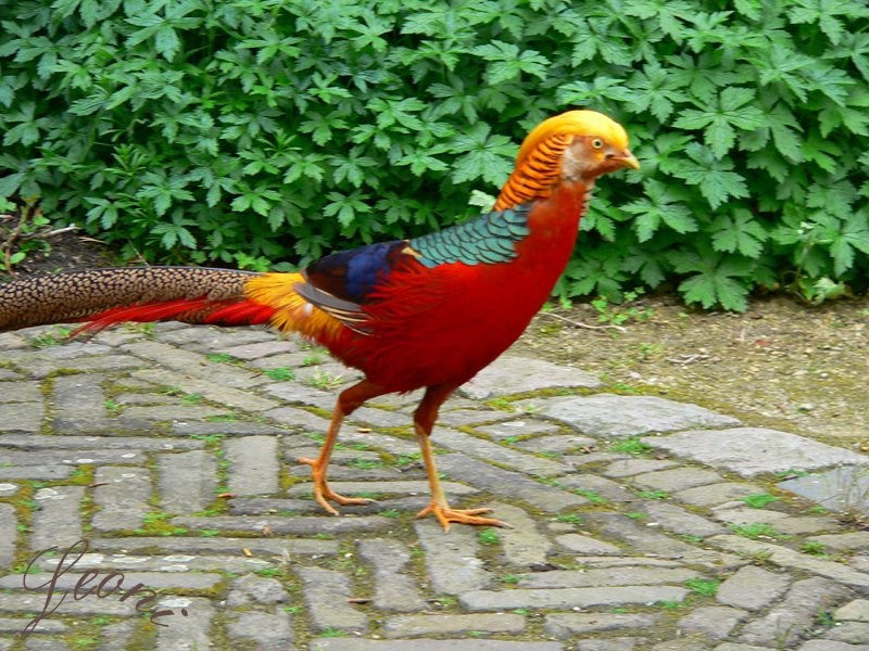 Goudfazanten, Plusieurs animaux, Autres espèces