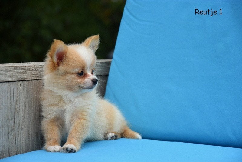 Prachtige Pomchi pups, Petit, Maladie de Carré (chiens), Plusieurs, Belgique