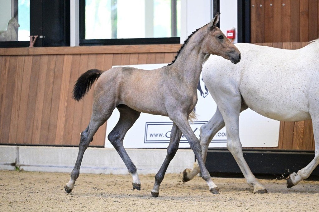 TOPKWALITEIT: Merrieveulen (Extreme 111 x Winningmood), Dieren en Toebehoren, Merrie, Springpaard, Met stamboom, 0 tot 2 jaar