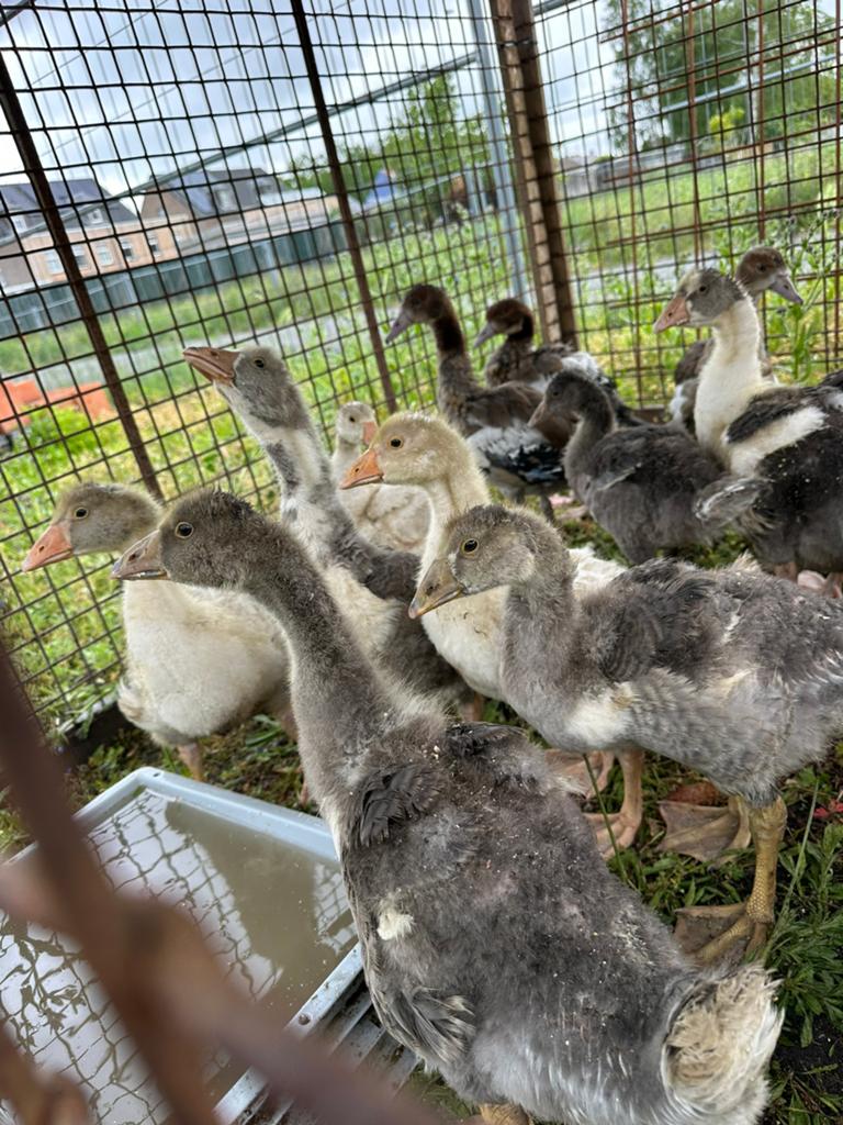 Verschillende soorten ganzenkuikens te koop, Gans of Zwaan