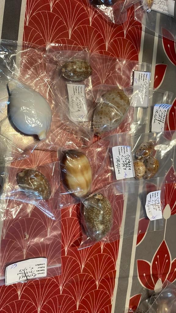 Coquillages, Enlèvement ou Envoi, Coquillage(s)