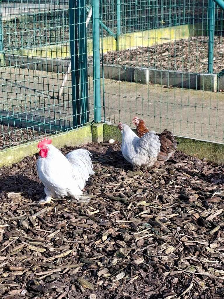 Cochin, Plusieurs animaux, Poule ou poulet