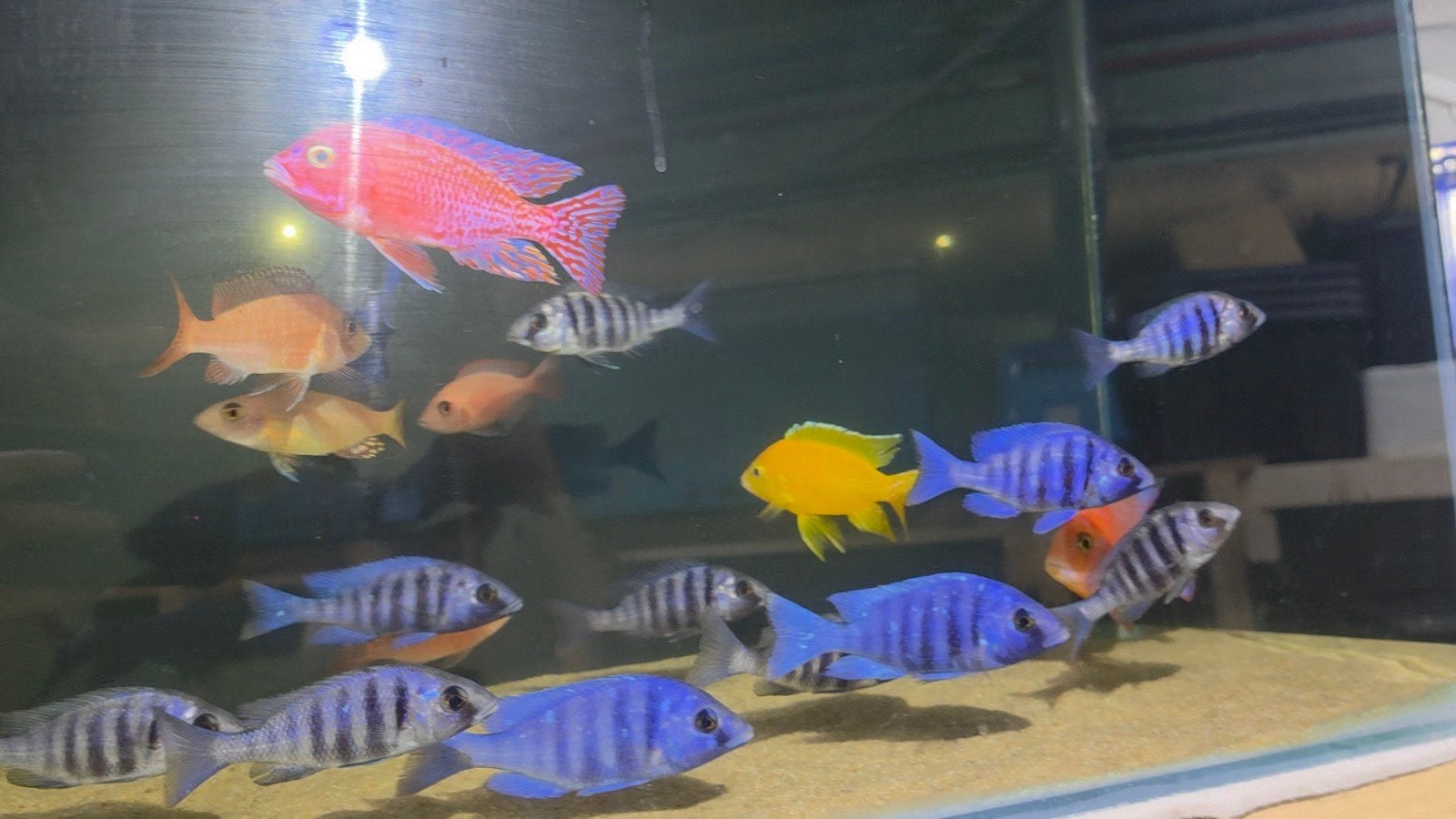 Malawi Placidochromis Lupingu, Dieren en Toebehoren