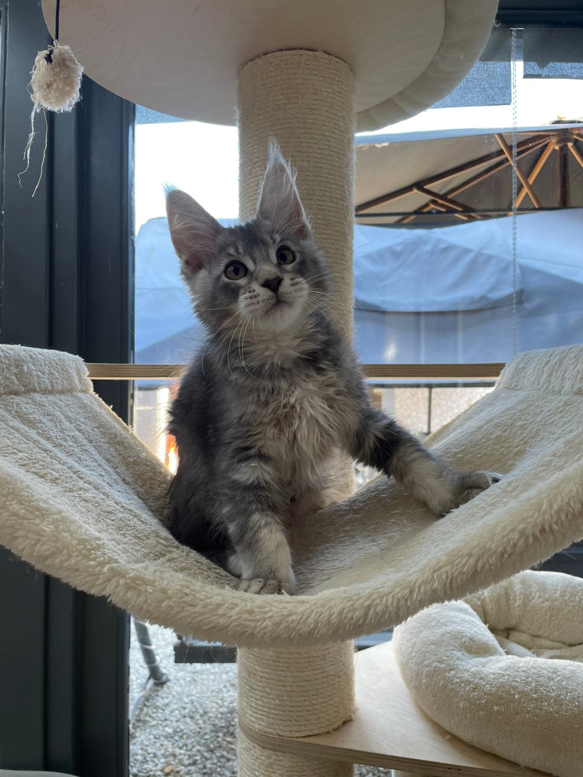 Maine coon, Kater, Met stamboom, 0 tot 2 jaar