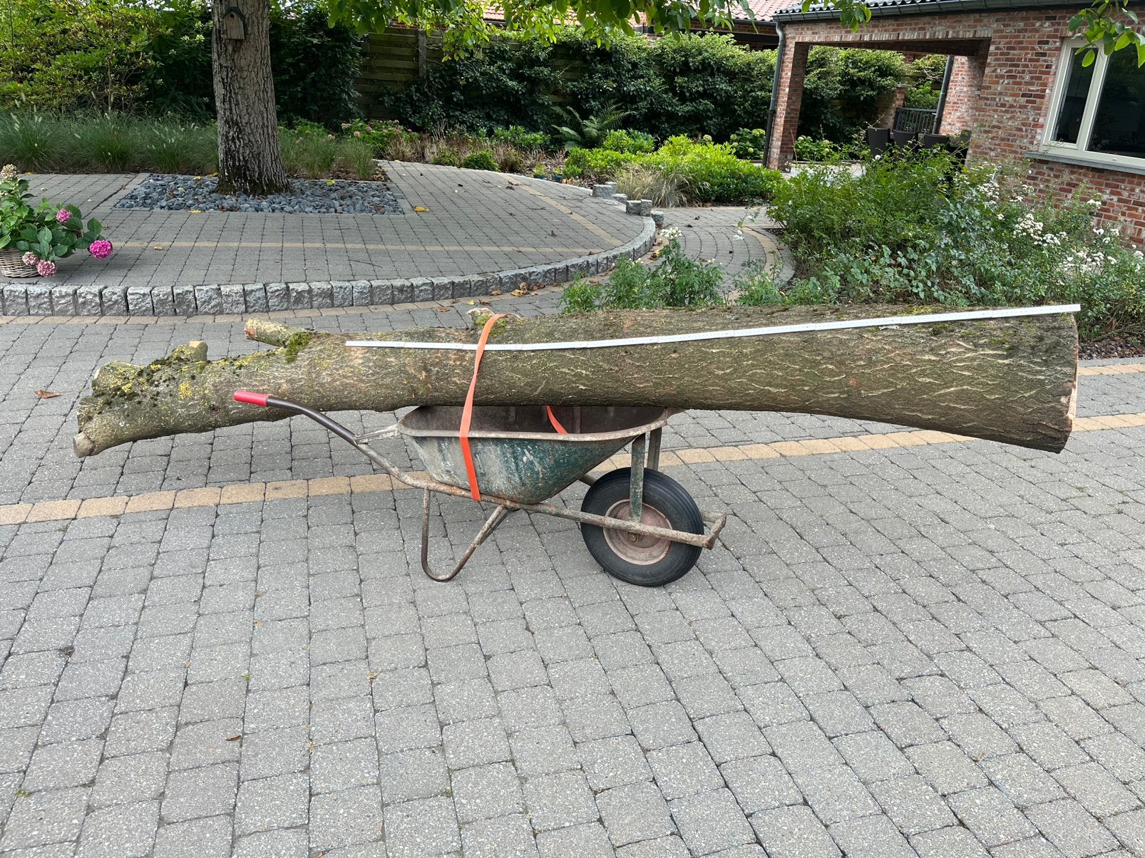 Boomstam polownia hout, Ophalen, Overige houtsoorten, 25 tot 50 mm, 250 tot 300 cm