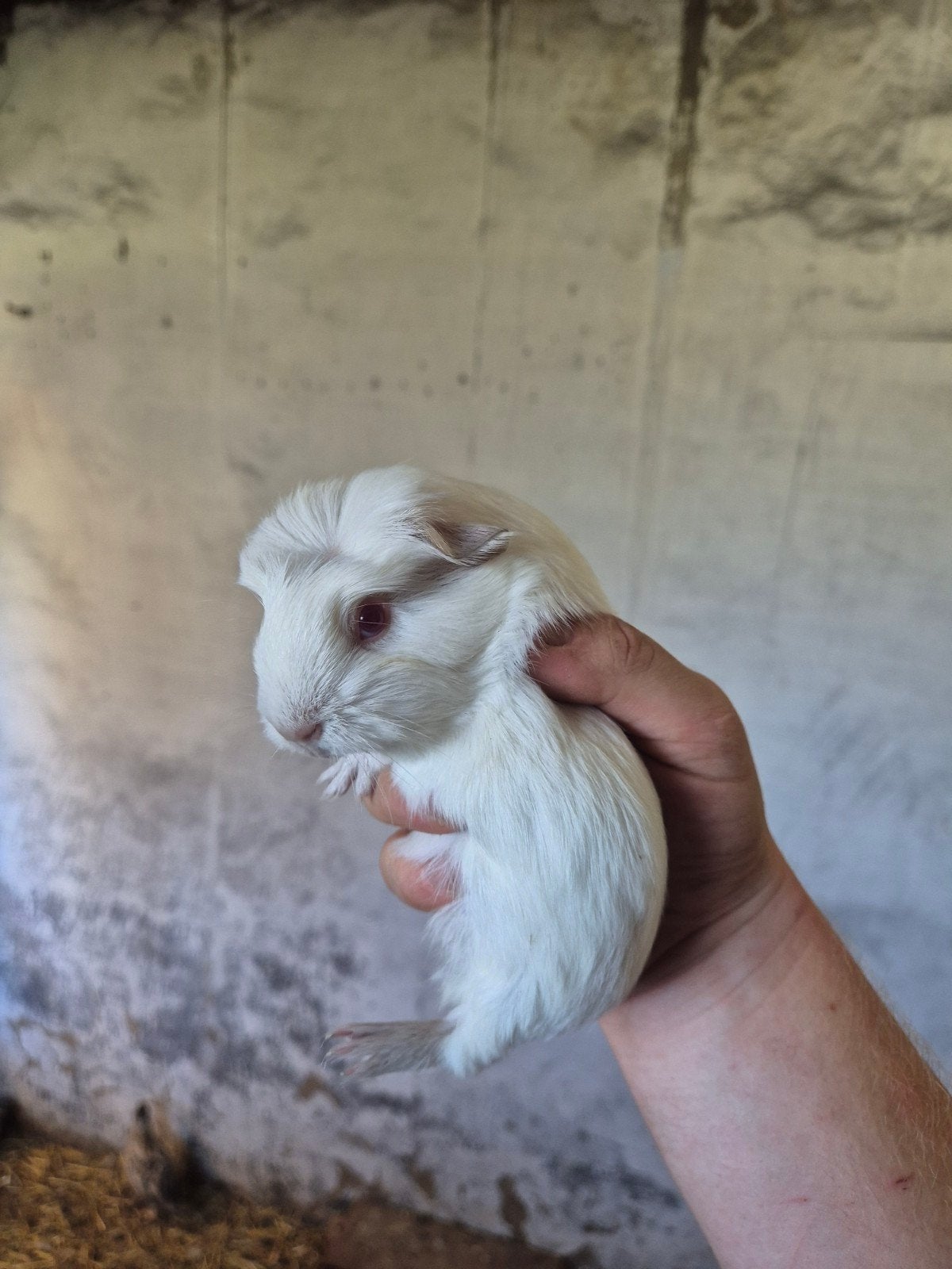 cavia beertje wit rood oog, Dieren en Toebehoren, Knaagdieren, Juli, Mannelijk