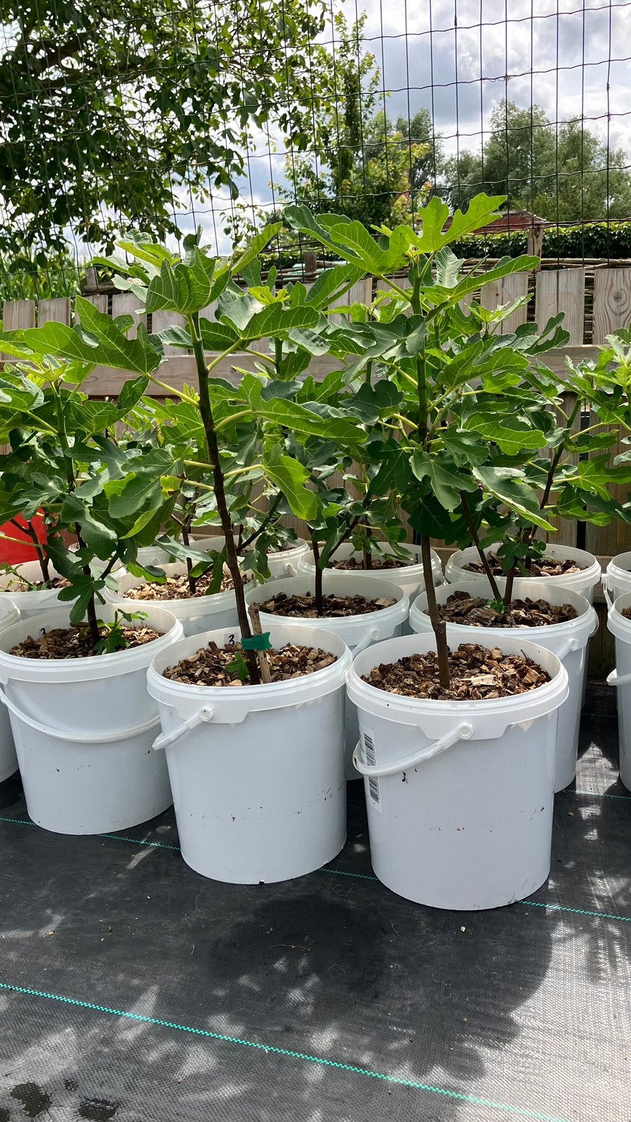 Vijgenboom verschillende soorten, Tuin en Terras, Planten | Bomen, Ophalen
