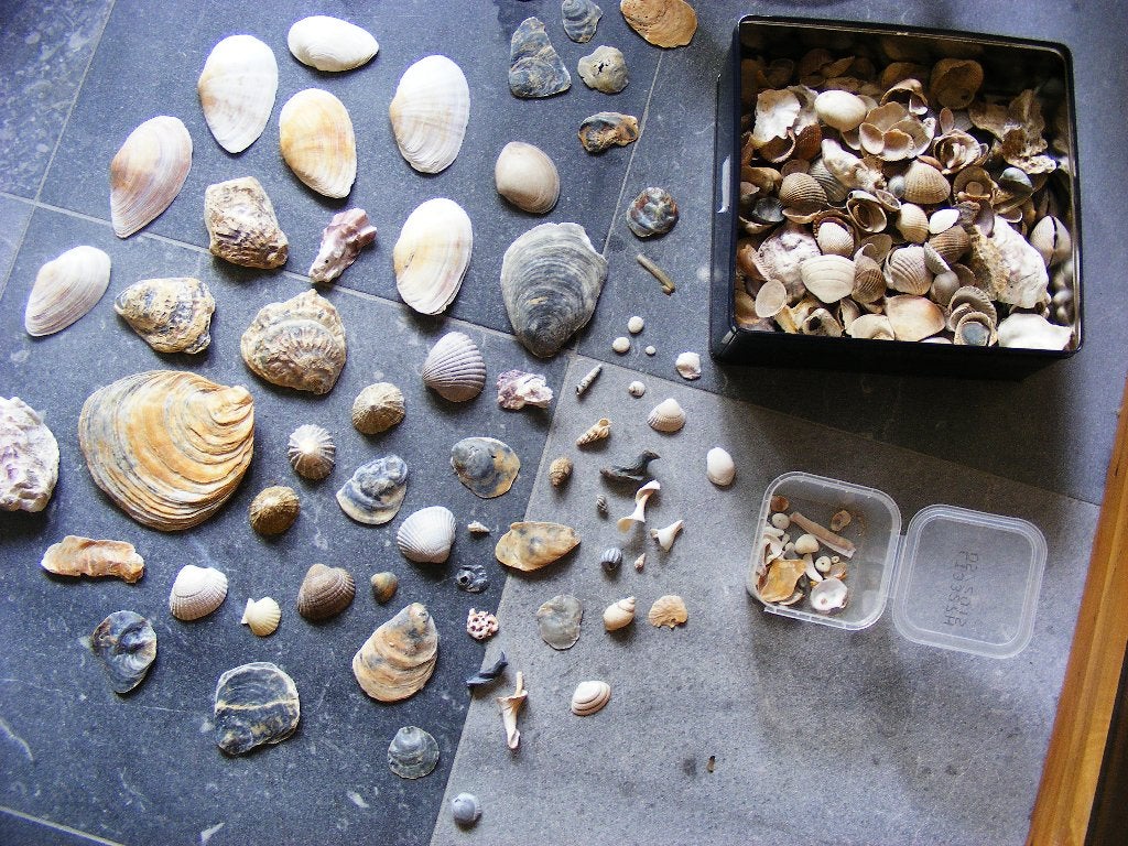 Grote partij prachtige mix van authentieke schelpen., Verzamelen, Mineralen en Fossielen, Ophalen, Schelp(en)