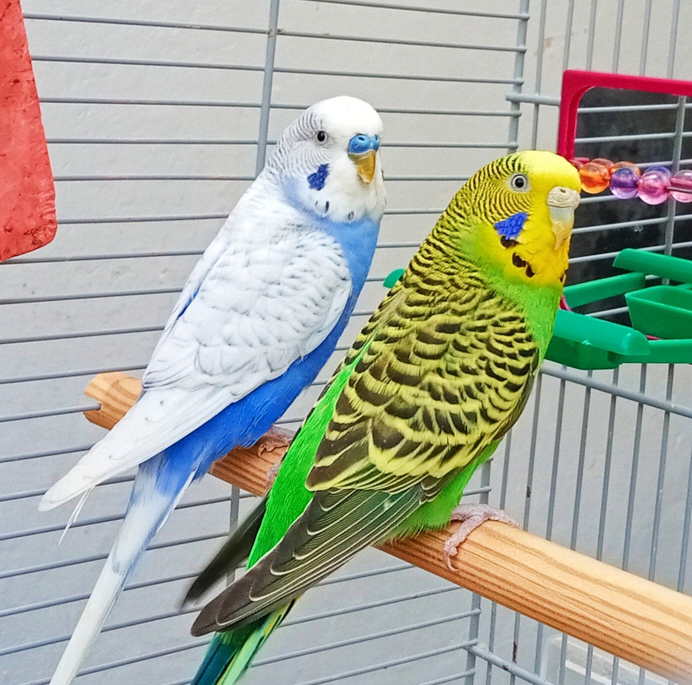Très belle paire de perruche + nouvelle cage et accessoires, Plusieurs animaux, Perruche