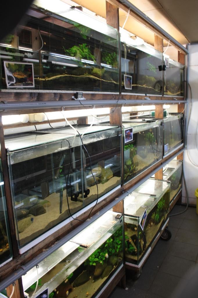 2  aquariumstellingen, Enlèvement, Utilisé, Aquarium d'eau douce rempli