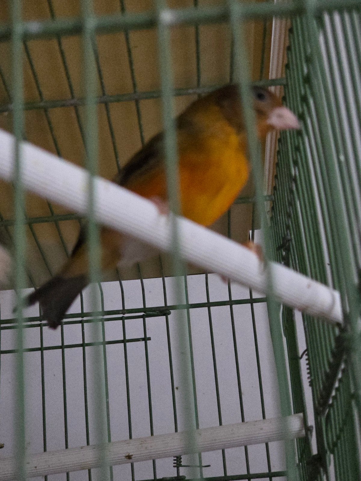 F1 venezuela + petit chanteur de cuba +cage, Animaux & Accessoires, Oiseaux | Oiseaux Autre